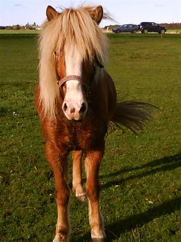 Islænder Von fra Minna-Hofi(SOLGT) billede 1