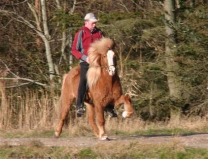 Islænder Von fra Minna-Hofi(SOLGT) - Joánis der rider på von i tölt billede 2
