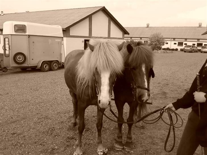 Islænder Von fra Minna-Hofi(SOLGT) - Von og sandra <3 de flotte tøser !!  billede 3