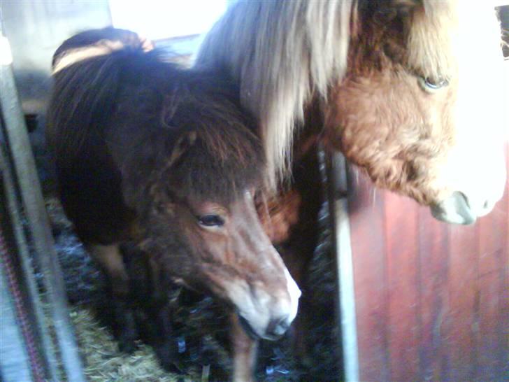 Islænder Von fra Minna-Hofi(SOLGT) - Ekil og Von i boksen .. :) de har fået øje på noget billede 4