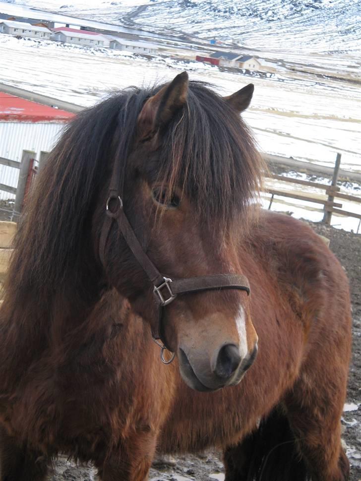 Islænder Erró billede 1