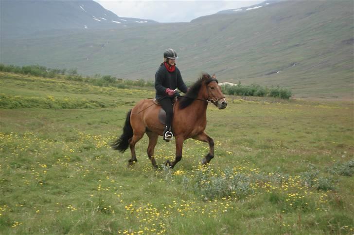 Islænder Erró billede 2