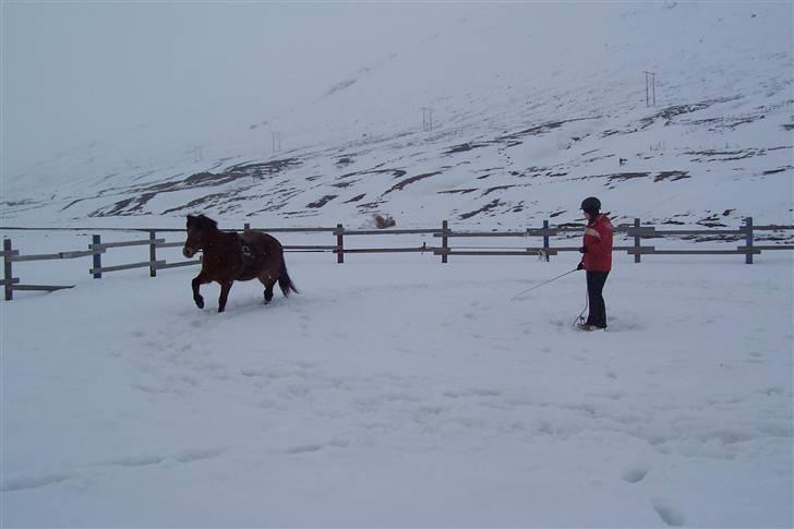 Islænder Erró billede 3