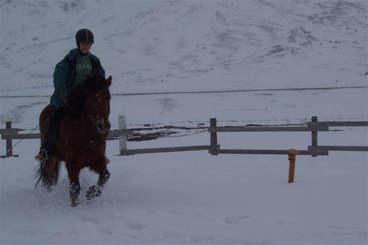 Islænder Erró billede 4