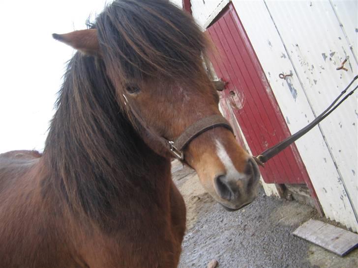 Islænder Erró billede 5