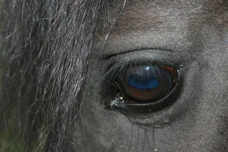 Frieser Karolyne J - 28/4-08: Karolynes smukke øje billede 18