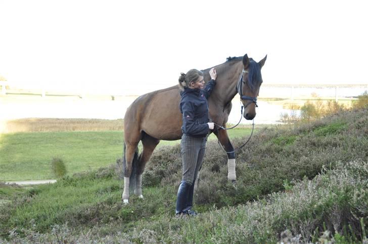 Dansk Varmblod Nørgårds Lamira  billede 18