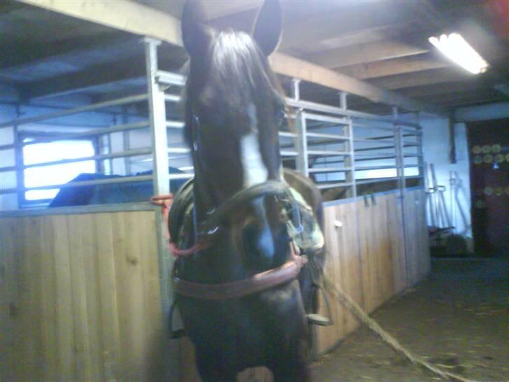 Dansk Varmblod Mei *Solgt* - Misse i stalden billede 2