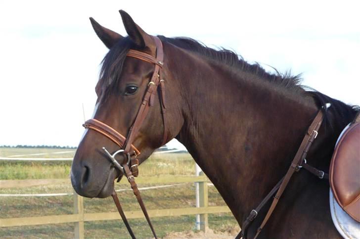 Dansk Varmblod Mei *Solgt* - Smukke Misse billede 3