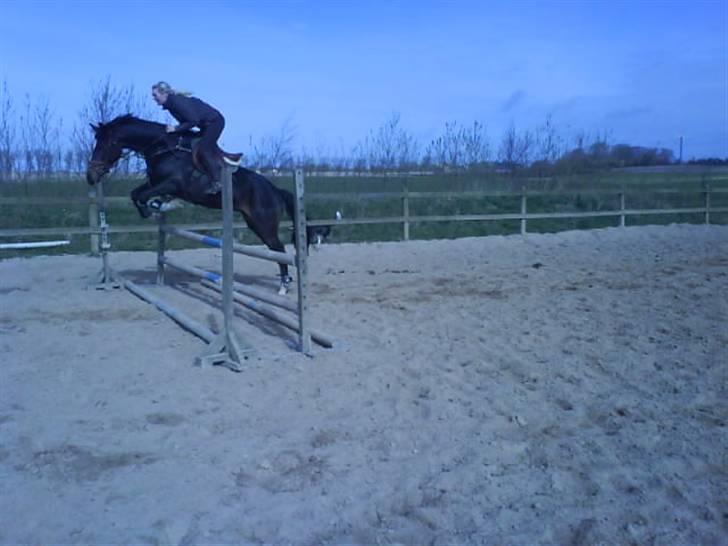 Dansk Varmblod Mei *Solgt* - Misse og Lotte billede 4