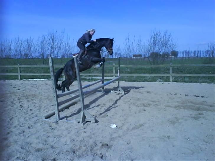 Dansk Varmblod Mei *Solgt* - Misse og Lotte billede 5