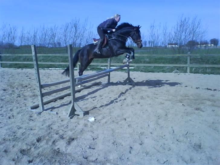 Dansk Varmblod Mei *Solgt* - Misse og Lotte billede 6