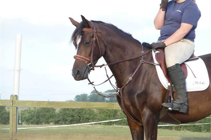 Dansk Varmblod Mei *Solgt* billede 7