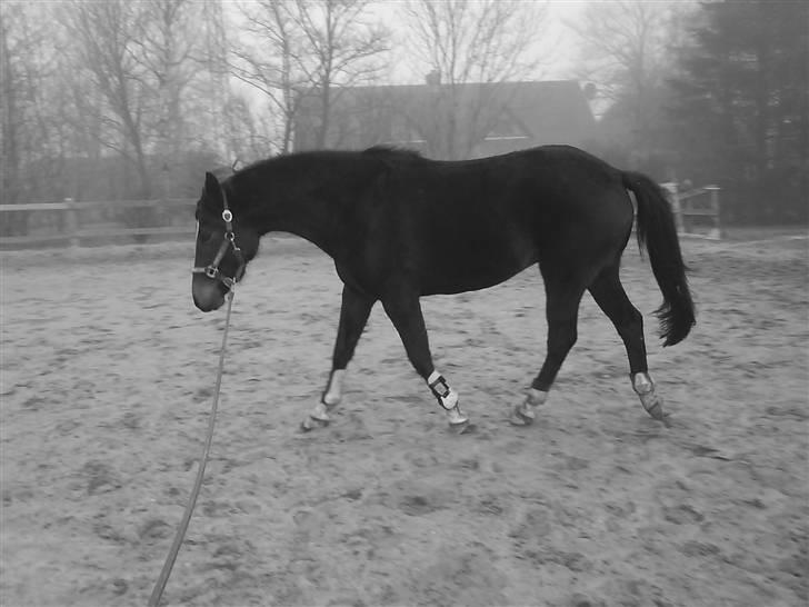 Dansk Varmblod Mei *Solgt* - Misse da hun lige kom billede 8