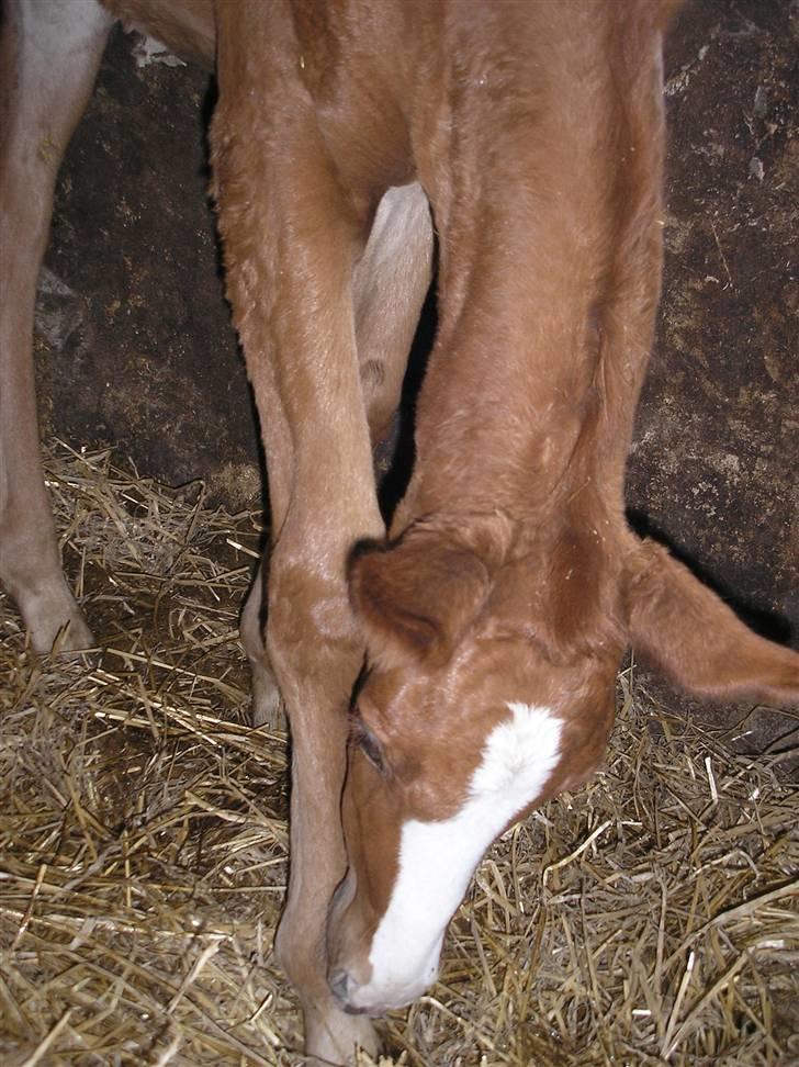 Anden særlig race Manifique Eto'o- SOLGT billede 8