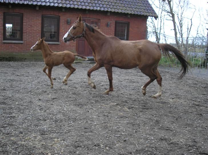 Anden særlig race Manifique Eto'o- SOLGT billede 9
