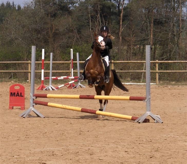 New Forest Judy SOLGT - Springer LC til klubstævne på min Vilde pony..  billede 6