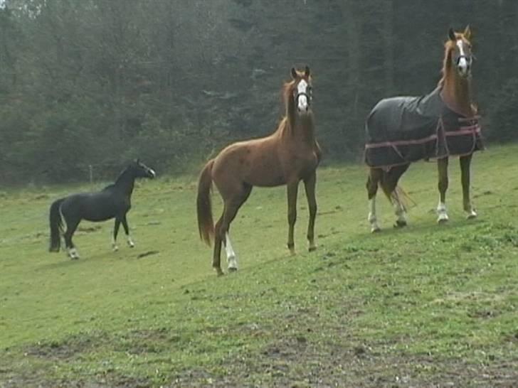 Dansk Varmblod Grøntang Diva SOLGT  - Er det mon mig de kalder på :)) billede 7