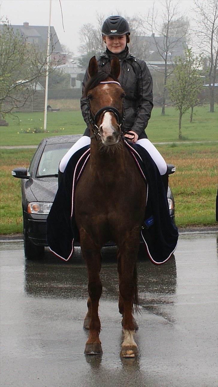 Hollandsk Sportspony Chico  - Chico til min venindes konfirmation. Foto: mor. billede 9