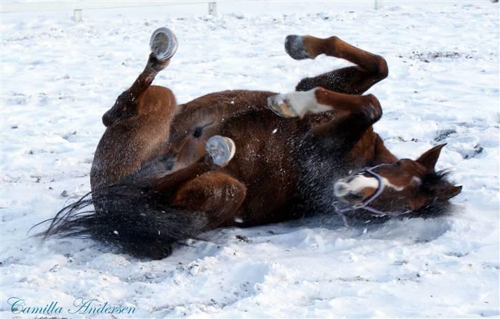 Hollandsk Sportspony Chico  - Chico lejer hund i sne :) foto: mig  billede 12