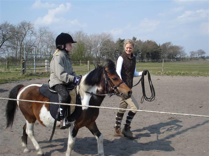 Anden særlig race Twister billede 2