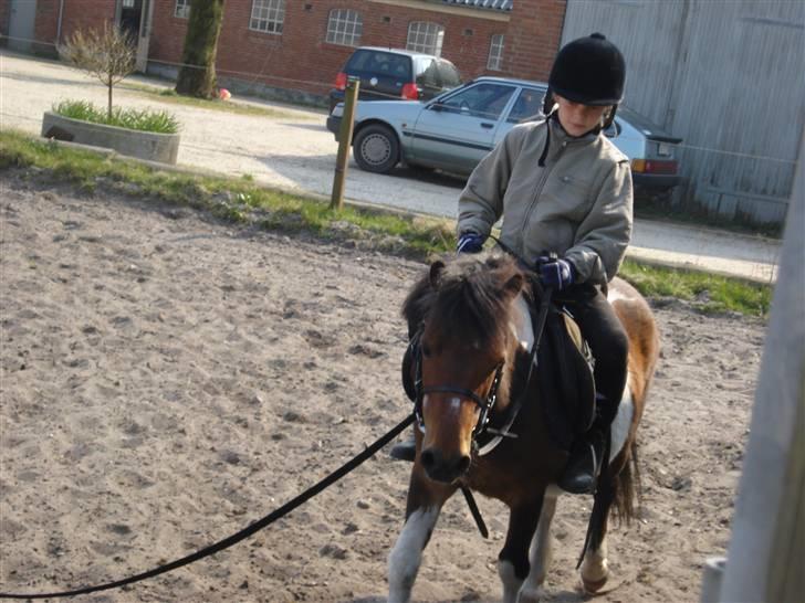 Anden særlig race Twister billede 3