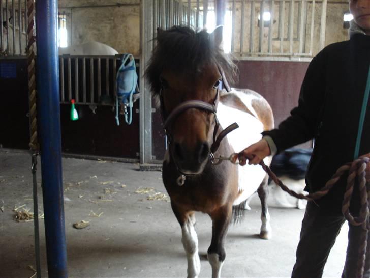 Anden særlig race Twister billede 4