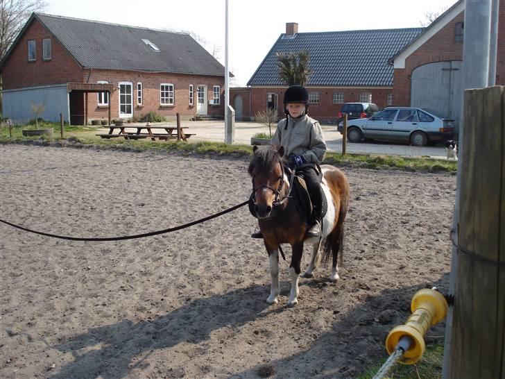 Anden særlig race Twister billede 6