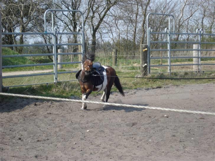 Anden særlig race Twister billede 7