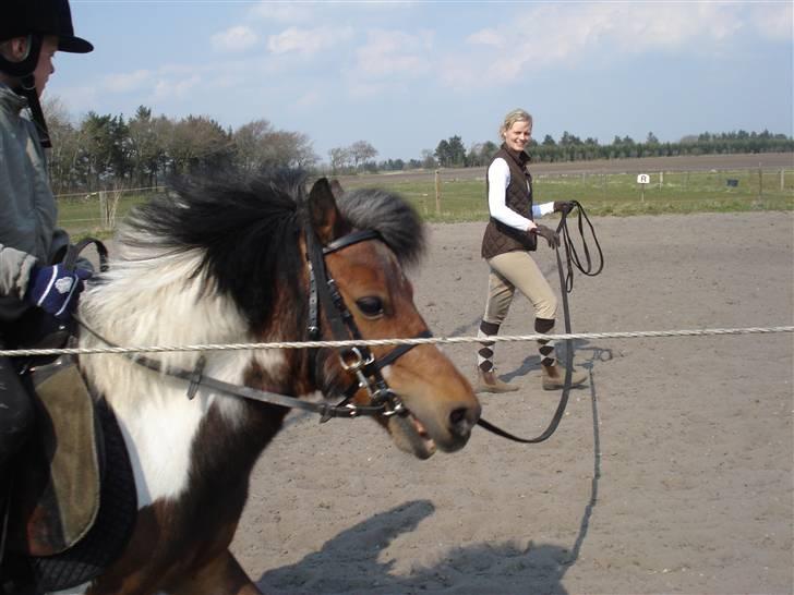 Anden særlig race Twister billede 8