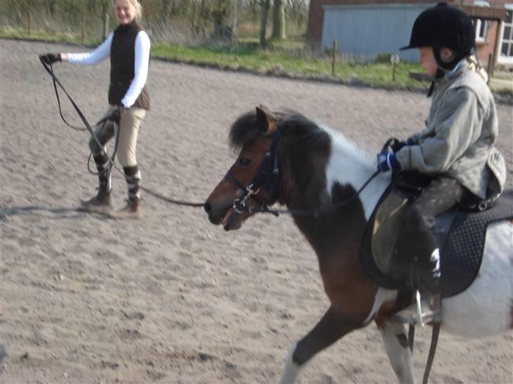 Anden særlig race Twister billede 9