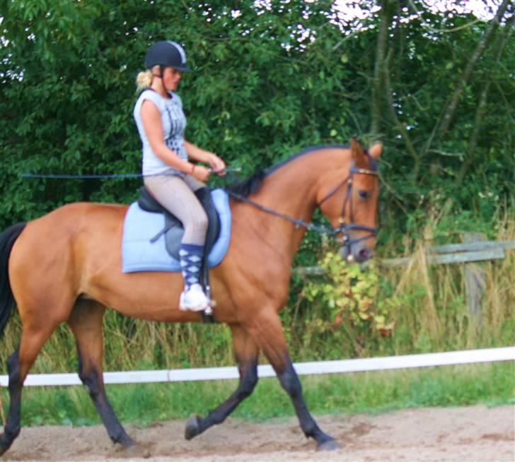 Anden særlig race Nikita Gl låne billede 9