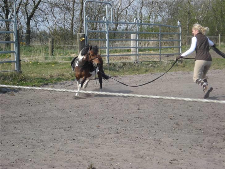 Anden særlig race Twister billede 10