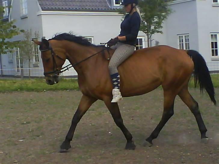 Anden særlig race Nikita Gl låne billede 12