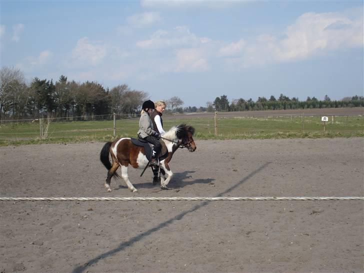 Anden særlig race Twister billede 11