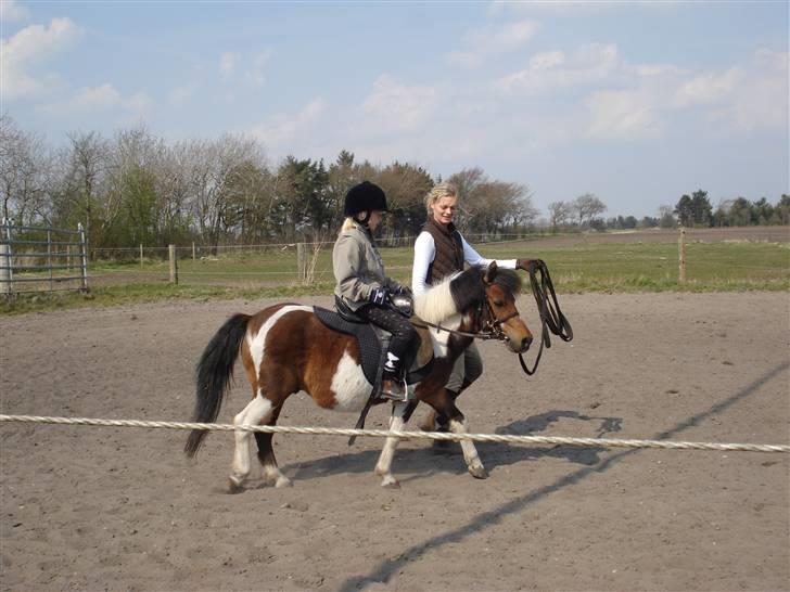 Anden særlig race Twister billede 12