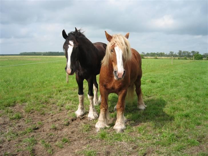 Schleswiger Zimtbluete / Den Bette - Lasse og hans bedste ven Anton som er flyttet:-/ billede 7