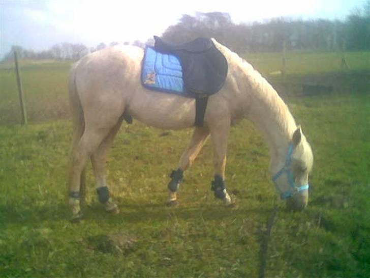 Anden særlig race golden hero SOLGT :'( <3  - Lille Hero med sadel og gamacher <3  billede 14