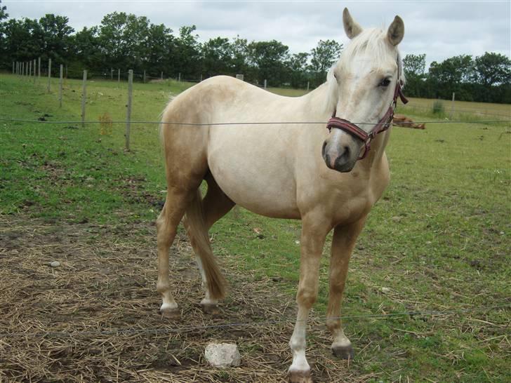 Anden særlig race golden hero SOLGT :'( <3  - smukke <3  billede 15