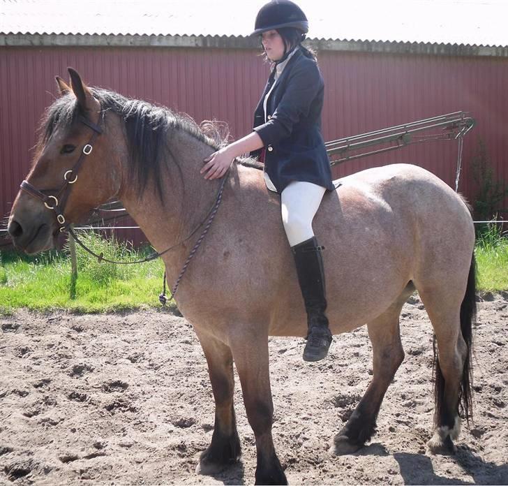 Anden særlig race Kampvogn *Har trænet* billede 14