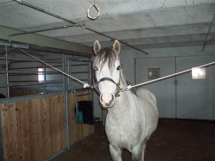 Welsh Pony (sec B) Jason billede 5