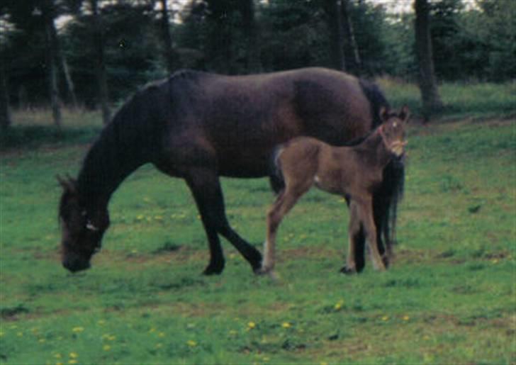 Dansk Varmblod Nala  - Nala sammen med hendes mor Passoa billede 5