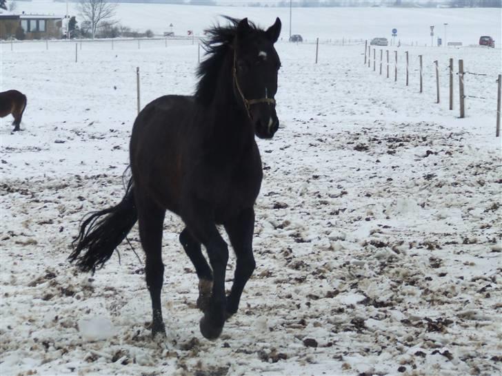 Anden særlig race Mowgli - Vinter 2007 billede 1