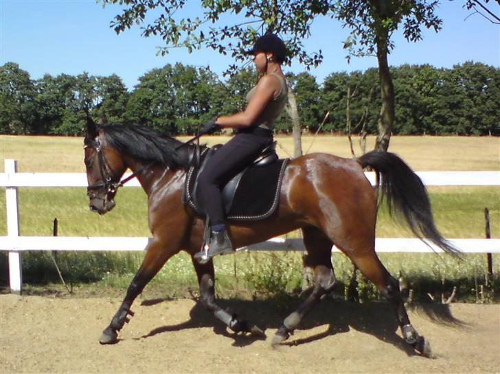 Anden særlig race Shirlee ***SAVNET*** :'( - Shirlee, efter vi havde hende i kun 4 mdr. billede 6