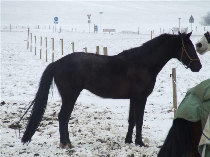 Anden særlig race Mowgli - Vinter 2007 billede 2