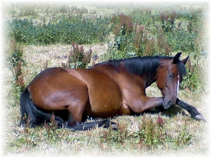 Anden særlig race Shirlee ***SAVNET*** :'( - Shirlee den 22.6.08 billede 9