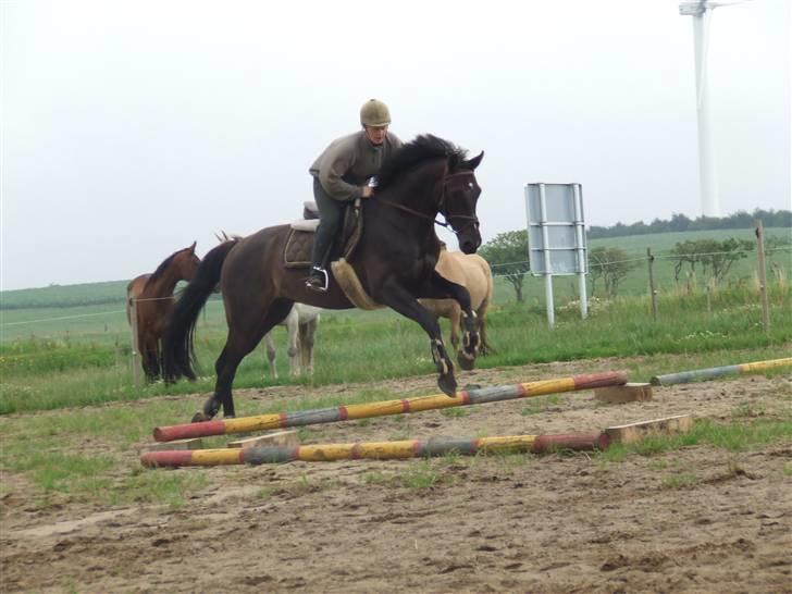 Anden særlig race Mowgli billede 5