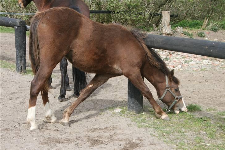 New Forest Fjordglimts Sunstar <3 - Hov hov ven .. Er du gymnast eller ?? billede 17