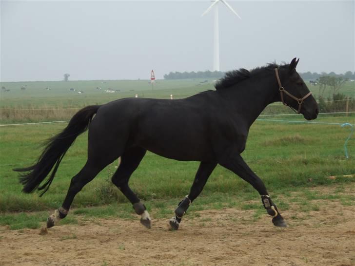 Anden særlig race Mowgli billede 7