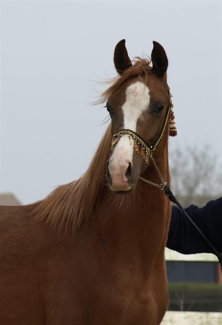 Arabisk fuldblod (OX) FE Chester - SOLGT billede 18